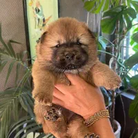 سگ چاو چاو تنبل دوستداشتنی زیبا|سگ|کرج, فاز ۱ مهرشهر|دیوار