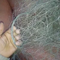 فروش تور قبادی  سه اینچ