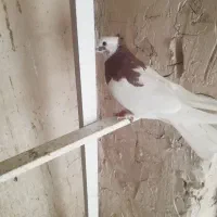 کفتر پرشی طوقی