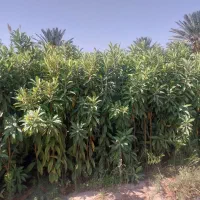 نهال پرتقال|خدمات باغبانی و درختکاری|شیراز, سرو|دیوار