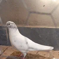 نر سفید اوچوم