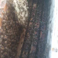 کندو زنبور عسل با ملکه کارنیکا
