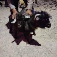 بره وبزغاله|حیوانات مزرعه|مود, |دیوار