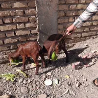 گیسه کاموری و بز پاکستانی دوقلو زا|حیوانات مزرعه|کرمان, |دیوار