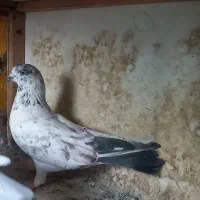 کبوتر‌پرشی‌