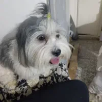 گمشده