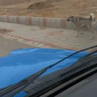 سلام سگ کانگال|سگ|صوفیان, |دیوار