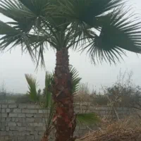 درخت پالم بزرگ 7متری