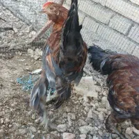 باروک و خروس محلی