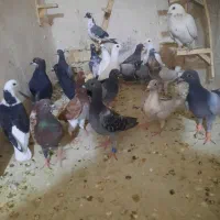 ۲۰ عدد کفتر جوجه