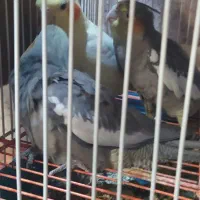 طوطی عروس|پرنده|آمل, |دیوار