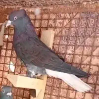 کفتر زاغ دنب سفید نر