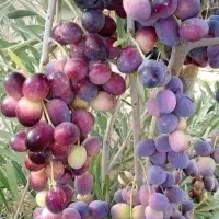 فروش نهال زیتون کروناکی آربیکن پرطرفدار در اروپا