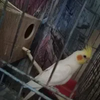 عروس هلندی لوتینو نر|پرنده|پاکدشت, پارچین|دیوار