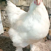 مرغ برهما اصل1ساله