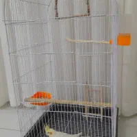 عروس هلندی نر آروم
