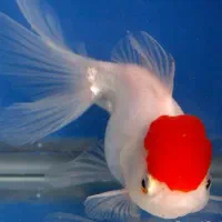 ماهی|ماهی|نجف‌آباد, امیرآباد|دیوار