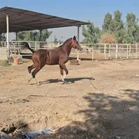 کره نریان خالص ایرانی|اسب و تجهیزات اسب‌سواری|شوشتر, |دیوار