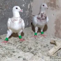 کفتر