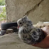کبوتر