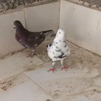 چهارتا کبوتر غریب|پرنده|کوهدشت, |دیوار