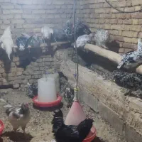 تخم مرغ نطفه دارگلین