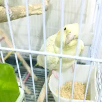 عروس هلندی لوتینو زعفرونی ماده