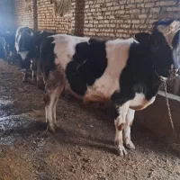 گاو نر|حیوانات مزرعه|زنجانرود, |دیوار