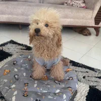 سگ پودل|سگ|تهران, هلال احمر|دیوار