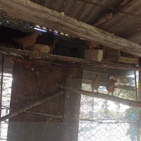 کبوتر|پرنده|بدره, |دیوار