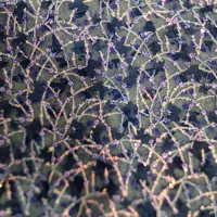 لباس کوردی|لباس|کرمانشاه, |دیوار