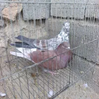 دوجفت تهرانی عروسک بشرت ناسختی