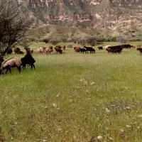 فروش تعدادی میش خشک و چاق