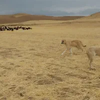 سگ ماده|سگ|قیدار, |دیوار