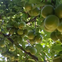 الوچه ملس و خیلی خوشمزه