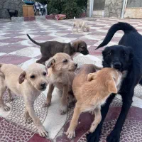 سگ هاسکی|سگ|ورامین, ورامین|دیوار