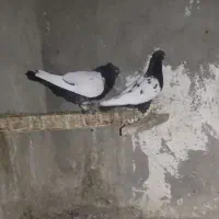 سه عدد کبوتر سینه سیاه