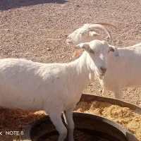 بز سانن|حیوانات مزرعه|فردوس (خراسان), |دیوار