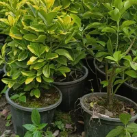 فروش شمشاد طلایی ونعنایی تعداد 1500عددموجوده|حراج|عباسآباد, |دیوار