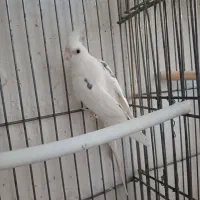 عروس هلندی آلبینو|پرنده|قم, شهرک مهدیه (مدرس)|دیوار