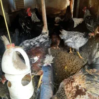 خروس محلی اصیل