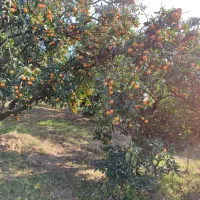 میوه تره بار|حراج|ساری, |دیوار