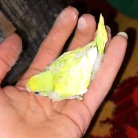 مرغ عشق با قفس و جوجه|پرنده|کرج, خرمدشت|دیوار