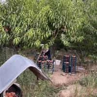 باغ ۲۰۰۰ متری درحاشیه جاده روستای بیار ، آشخانه|فروش زمین و ملک کلنگی|آشخانه, |دیوار