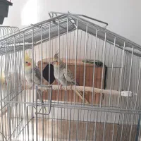 جفت مولد عروس هلندی