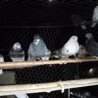 کفتر پرشی|پرنده|خرمدره, |دیوار
