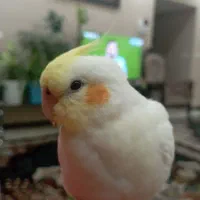 گمشده