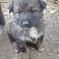 توله اصیل قدرجونی نروماده