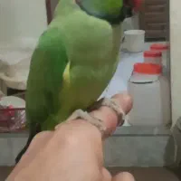 طوطی ملنگو فول رام