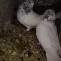 کبوتر ضمانتی|پرنده|خاش, |دیوار